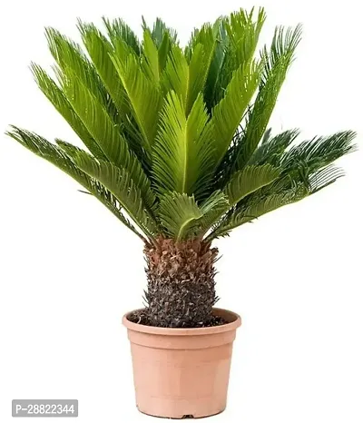 Baishnab  Cycas PlantCFA85 Cycus Revoluta Plant