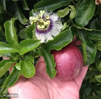 Baishnab Passion Plant chirst plant-thumb0