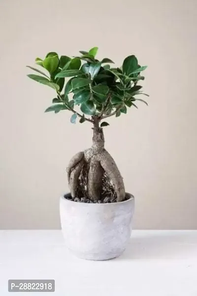 Baishnab  Natural panda ficus live plant with pot