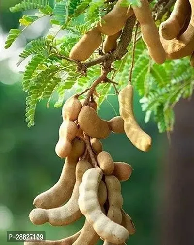 Baishnab  Sweet tamarind live plant Tamarind Plant-thumb0