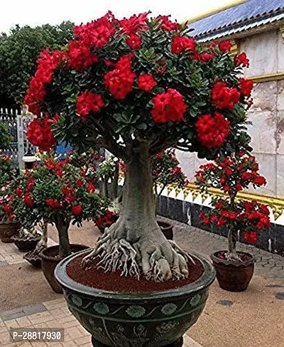 Baishnab  Adenium plant  A46 Adenium Plant-thumb0