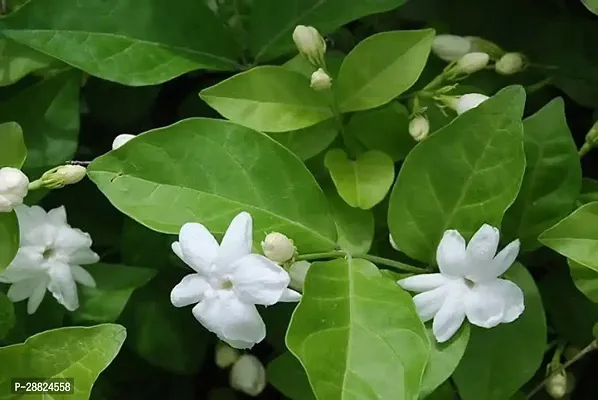 Baishnab  JL321 Jasmine Plant