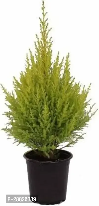 Baishnab  PlatycladusMorpankhi Plant With Pot Plat-thumb0