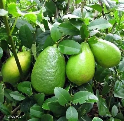 Baishnab Lemon Plant Lemon Plant ( Mars Lemon Plant )-thumb0