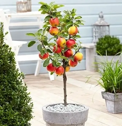 Hot Selling Plant & Planters 