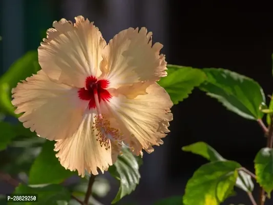 Baishnab  Hibiscus Yellow CF30066 Hibiscus Plant-thumb0