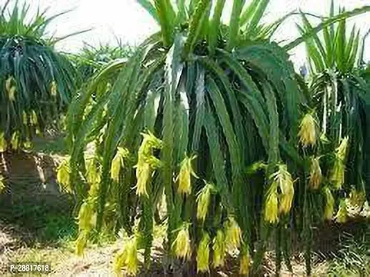 Baishnab  Yellow dragon001 Dragon Tree