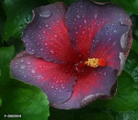 Baishnab  Hybrid Hibiscus Flower Live PlantCF373