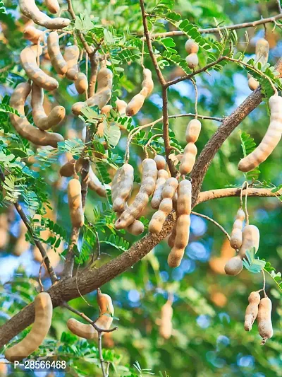 Baishnab Tamarind Plant Tamarind Thai Sweet Variety Imli Fruit Grafted Live Plant (1-1.5 Ft Size) Pack of 1 Healthy Plant CF1567-thumb2