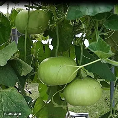 Baishnab Low seed a 100psDoctor Hybrid Makhmal Round Bottle Gourd Seeds100PIECE-thumb0