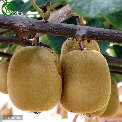 Baishnab  Kiwi fruit plant Ki75 Kiwi Plant-thumb0