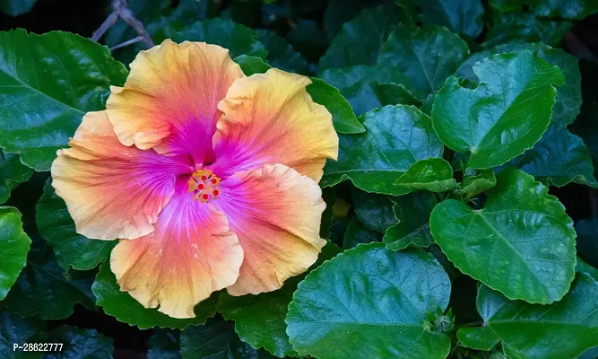 Baishnab  HIBISCUS FLOWER PLANTP6 Hibiscus Plant