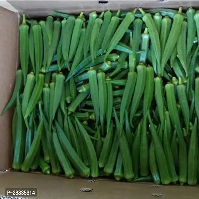 Baishnab Seed 500per packet XF265500 Green Okra 2756500PIECE