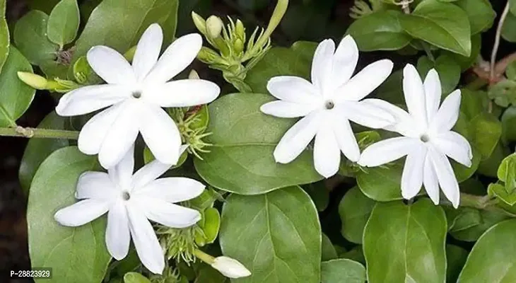 Baishnab  js321 Jasmine Plant-thumb0