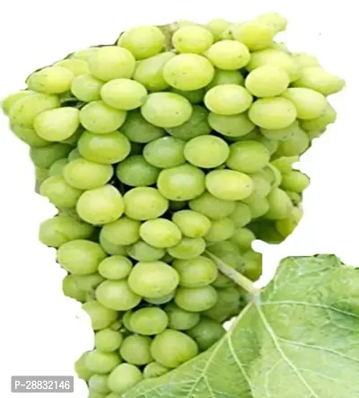 Baishnab  Kesar Grape Plant For Outdoor Garden Grap-thumb0