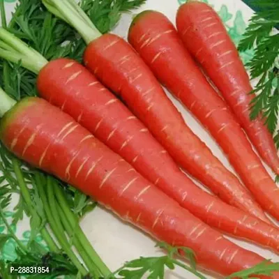 Baishnab carrot seed 170psRED CARROT VEGETABLES SEED170 Seeds170PIECE