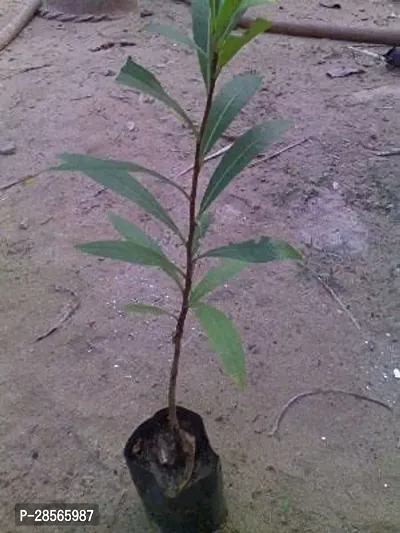 Baishnab Tamarind Plant arjuna23-thumb0