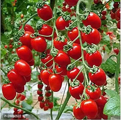 Baishnab Earth Seeds P224TOMATO43142PIECE-thumb0