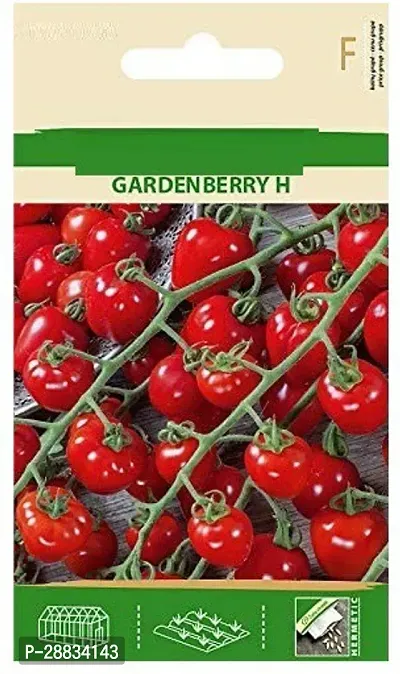 Baishnab tomato  seed 500 ps cdfv Tomato GARDENBERRY H Seeds500PIECE