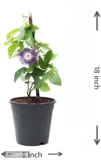 Baishnab Passion Plant Passion Flower Live Plant a21-thumb0