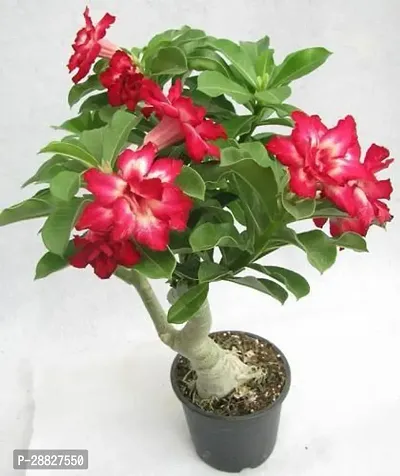 Baishnab  RSP43 Adenium Plant-thumb0