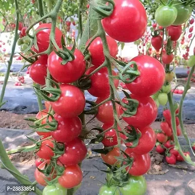 Baishnab tomato seed 100 ps mnmse F1 Hybrid Red Cherry Tomatoes Seeds100PIECE-thumb0