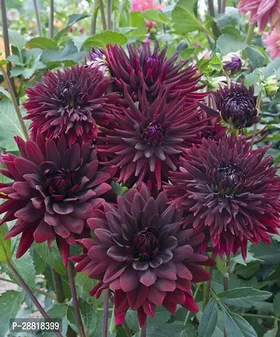 Baishnab  Dahlia18Plant Chrysanthemums Guldavari