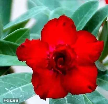 Baishnab  Asenium obesum red Adenium Plant