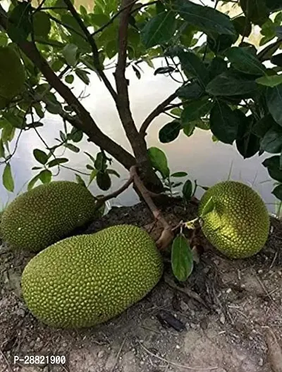 Baishnab  Jackfruit Plant Jack Fruit Plant-thumb0