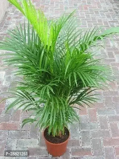 Baishnab  ARECA PALM with pot For decorate Top A