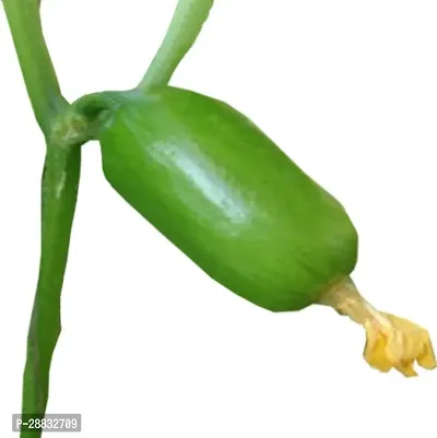 Baishnab Cucumber seed 10ps mc tgfuhFUB6331SSD10PIECE-thumb2