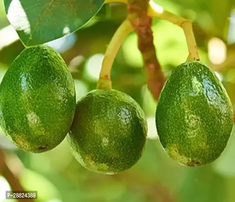 Baishnab  Avocado Plants Live PlantCF921 Avocado