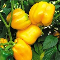 Baishnab yellow seeds capsicumYellow Capsicum Seed100PIECE-thumb1