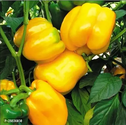 Baishnab yellow seeds capsicumYellow Capsicum Seed100PIECE-thumb2