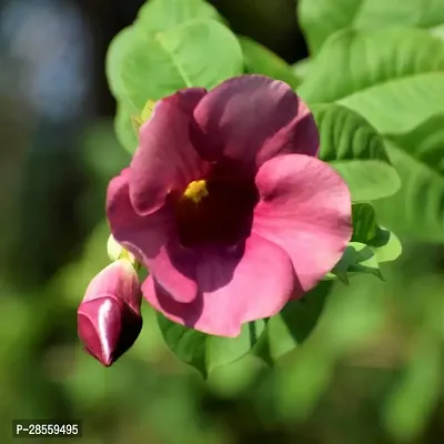 Baishnab Thunberjia Plant Purple AllamandaThunbergia Erectablue trumpet Vine evergreen wineBlue Skyflower-thumb0