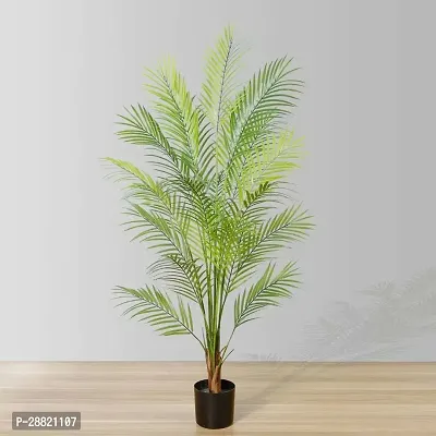 Baishnab  aaw01 Areca Palm