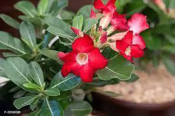 Baishnab Adenium Plant ADENIM PLANT-A4-thumb0