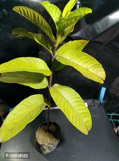 Baishnab  RSP556 Guava Plant