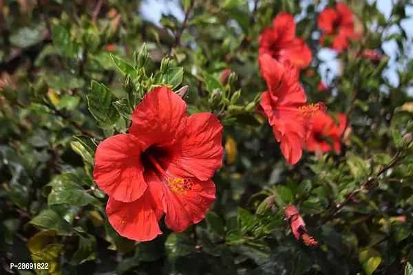 Baishnab Hibiscus Plant HIBISCUS PLANT OO-thumb0