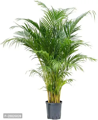 Baishnab  ARECA  PLAM INDOOROUTDOOR40 Areca Palm