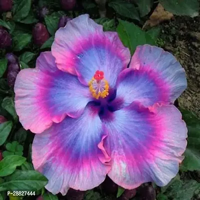 Baishnab  Hybrid Hibiscus Flower Live PlantCF334-thumb0