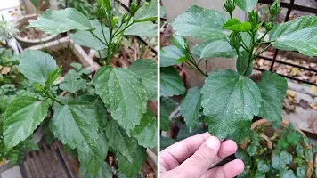 Baishnab Hibiscus Plant Bijaya Online Store-thumb1