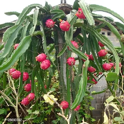 Baishnab Dragon Tree RED DRAGON FRUIT PLANNT ROOFGARDEN-thumb0