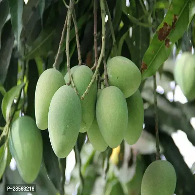 Baishnab Mango Plant all time thai mango plant (grafted) 2