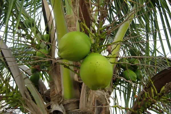 Baishnab  Coconut fruit plant C10 Coconut Plant