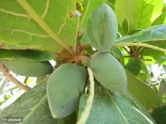 Baishnab  PAUDHSHALA Sukh Chain Live Plant Khari B-thumb0