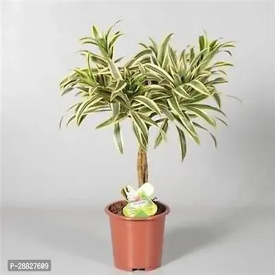 Baishnab  RSP314 Dracaena Plant