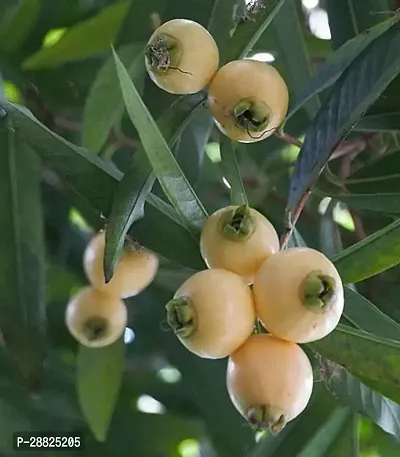 Baishnab  RAAR11 Jamun Plant