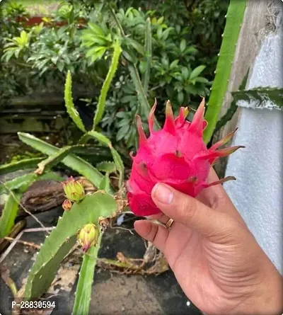 Baishnab  Dragon Fruit red Live Plant  Pack of 2