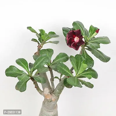 Baishnab  Adenium plant 36 Adenium Plant-thumb0